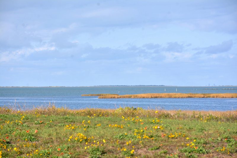 Vibrant wildflowers bloom under clear blue skies near Galveston Bay, Texas, showcasing a serene coastal landscape.